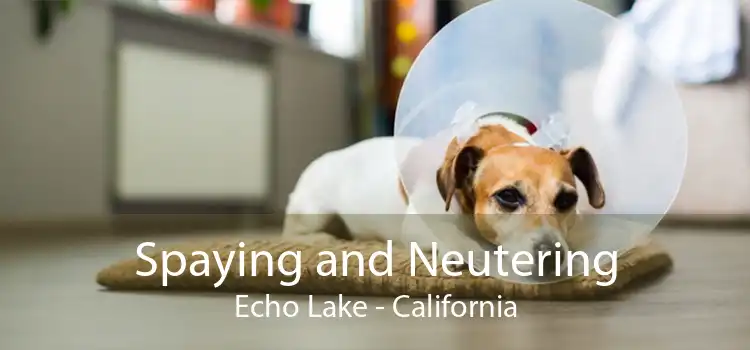 Spaying and Neutering Echo Lake - California