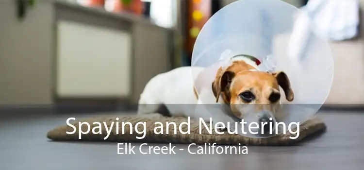 Spaying and Neutering Elk Creek - California