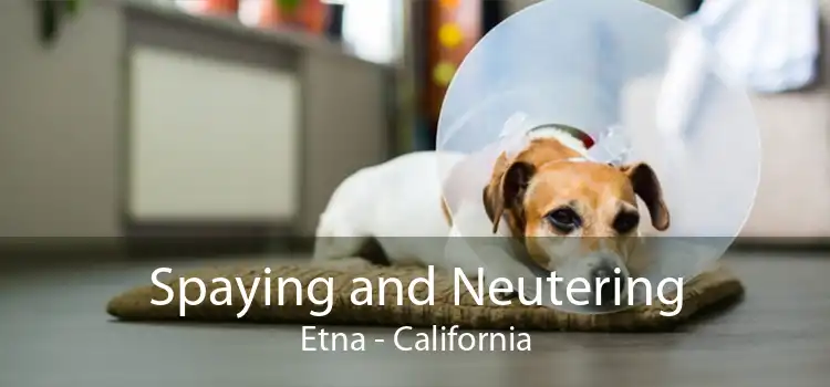 Spaying and Neutering Etna - California