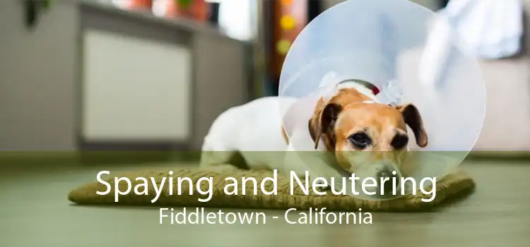 Spaying and Neutering Fiddletown - California