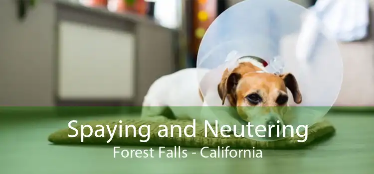Spaying and Neutering Forest Falls - California