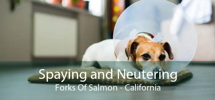 Spaying and Neutering Forks Of Salmon - California