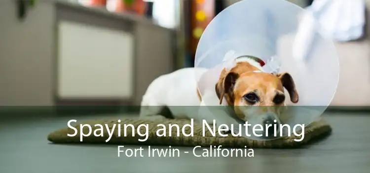 Spaying and Neutering Fort Irwin - California
