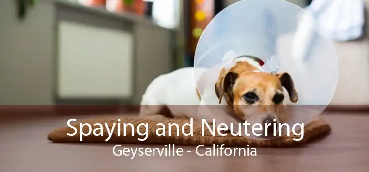Spaying and Neutering Geyserville - California
