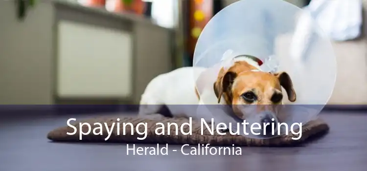 Spaying and Neutering Herald - California