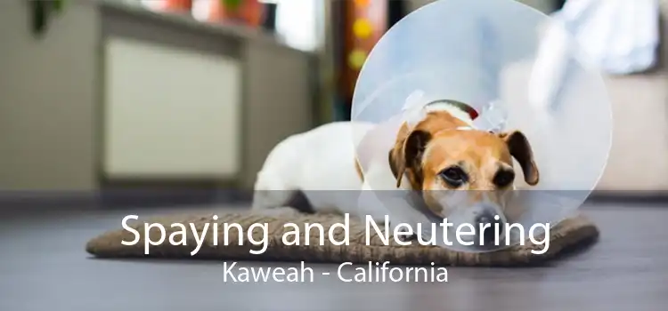 Spaying and Neutering Kaweah - California