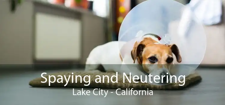 Spaying and Neutering Lake City - California