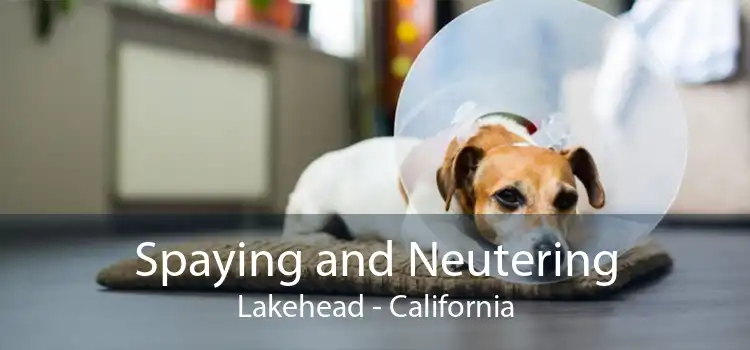 Spaying and Neutering Lakehead - California