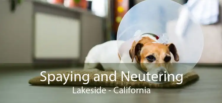 Spaying and Neutering Lakeside - California