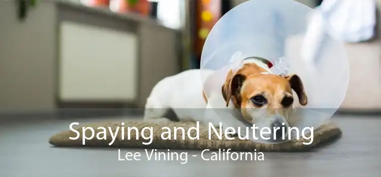 Spaying and Neutering Lee Vining - California