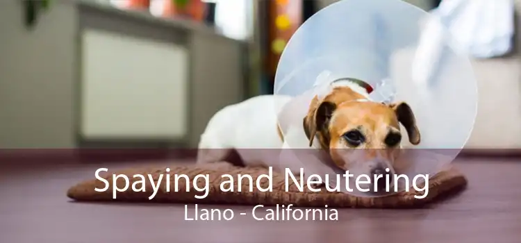 Spaying and Neutering Llano - California