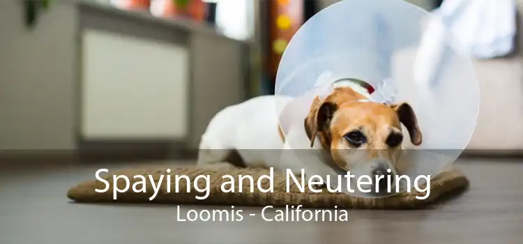 Spaying and Neutering Loomis - California