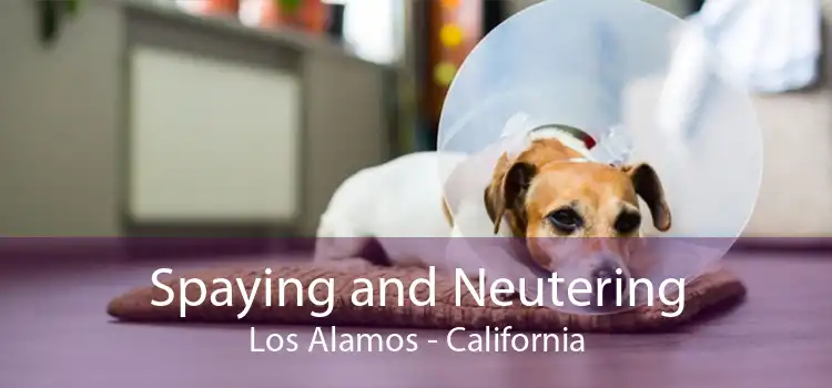 Spaying and Neutering Los Alamos - California