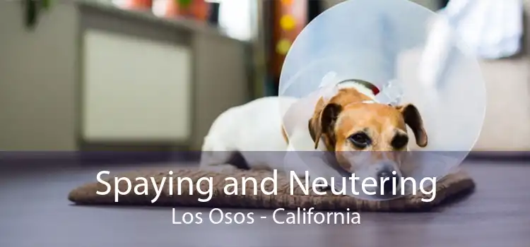 Spaying and Neutering Los Osos - California