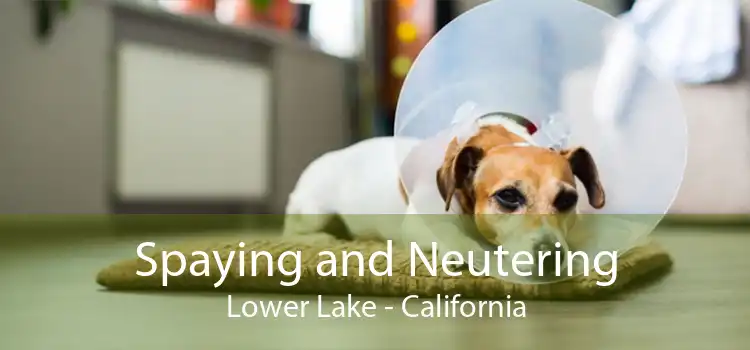 Spaying and Neutering Lower Lake - California