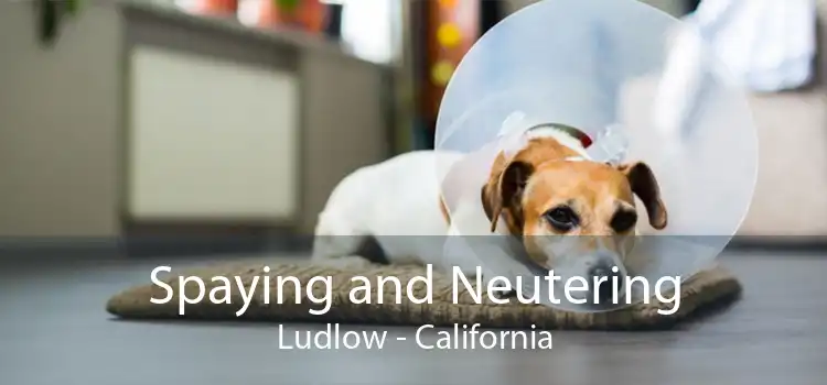 Spaying and Neutering Ludlow - California