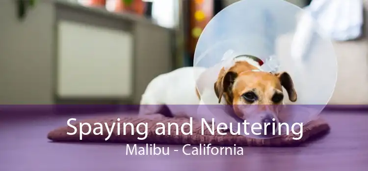 Spaying and Neutering Malibu - California