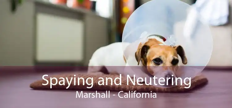 Spaying and Neutering Marshall - California