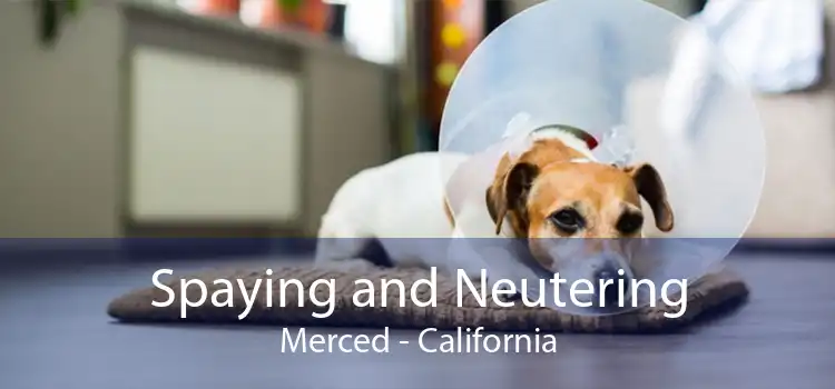 Spaying and Neutering Merced - California