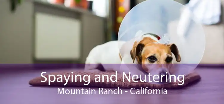 Spaying and Neutering Mountain Ranch - California