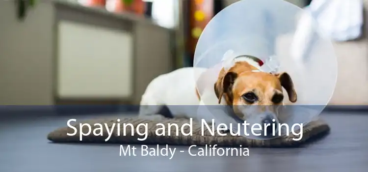 Spaying and Neutering Mt Baldy - California