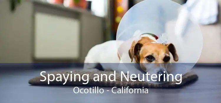 Spaying and Neutering Ocotillo - California