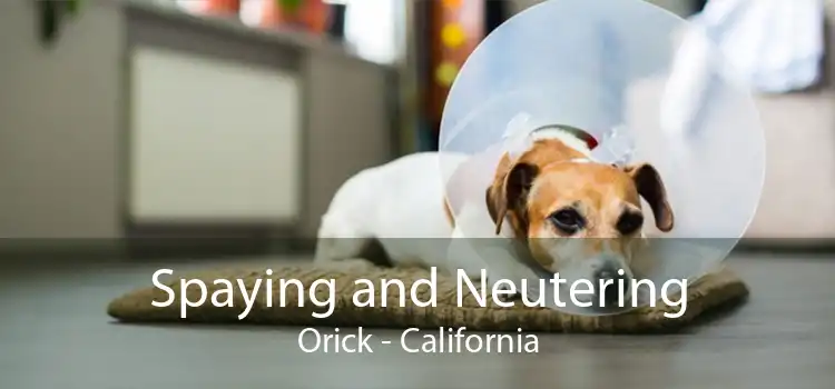 Spaying and Neutering Orick - California