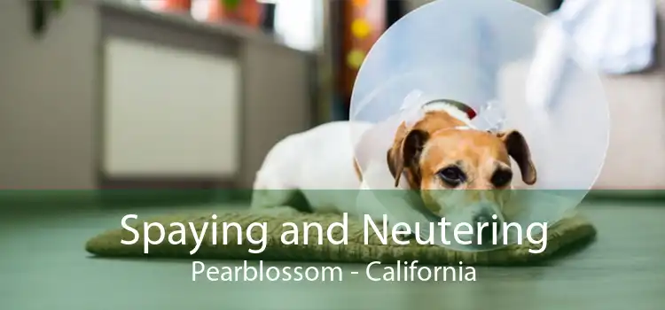 Spaying and Neutering Pearblossom - California