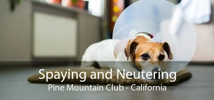 Spaying and Neutering Pine Mountain Club - California