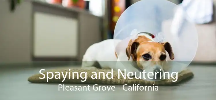 Spaying and Neutering Pleasant Grove - California