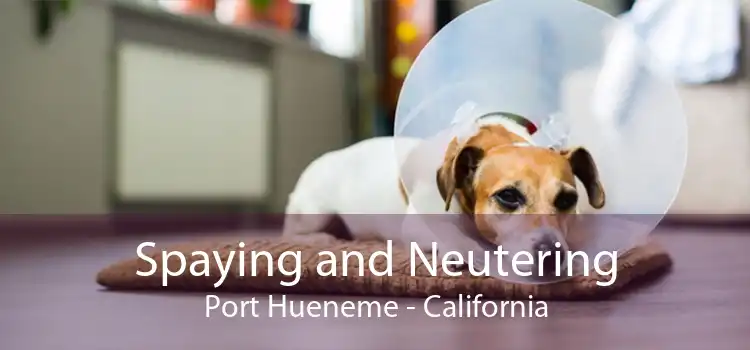 Spaying and Neutering Port Hueneme - California