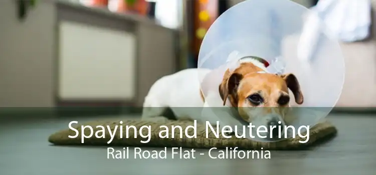 Spaying and Neutering Rail Road Flat - California