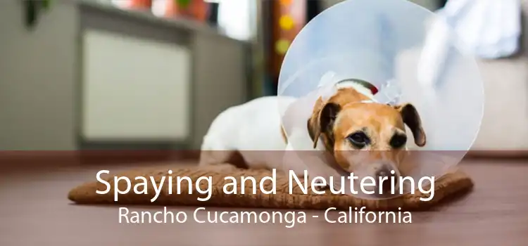 Spaying and Neutering Rancho Cucamonga - California