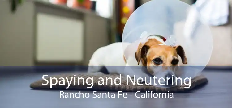 Spaying and Neutering Rancho Santa Fe - California