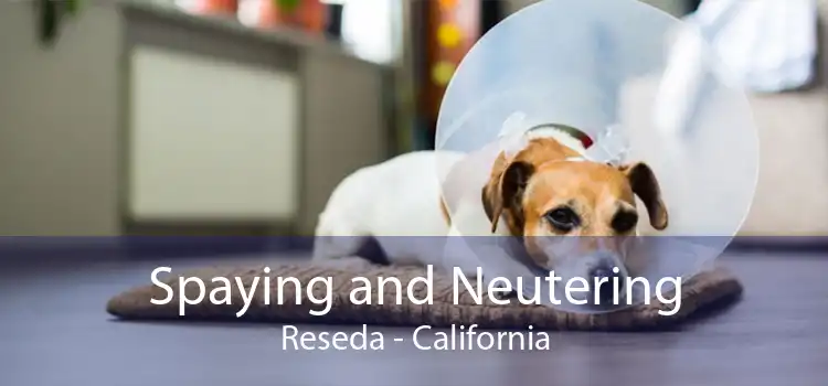 Spaying and Neutering Reseda - California
