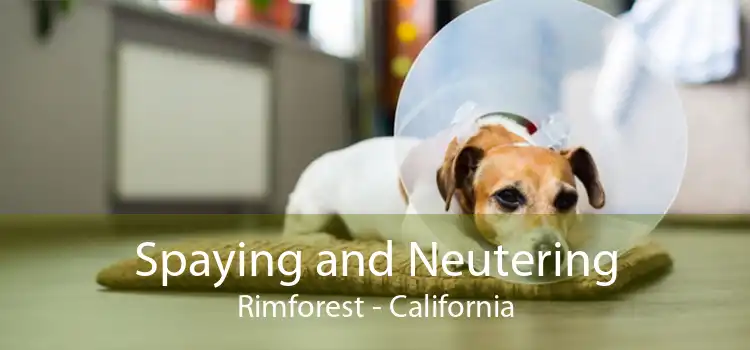 Spaying and Neutering Rimforest - California