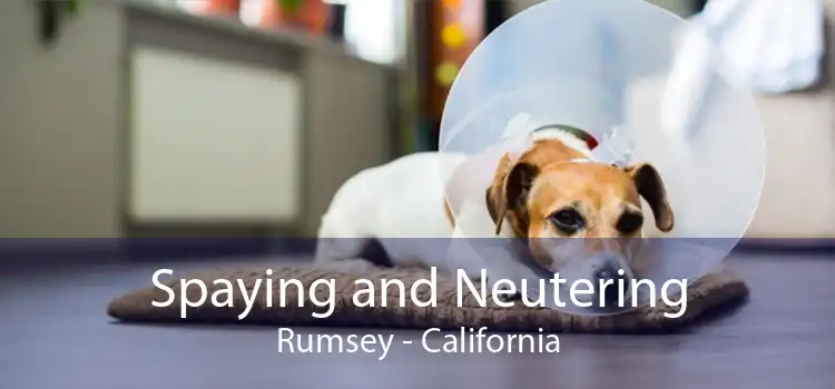 Spaying and Neutering Rumsey - California