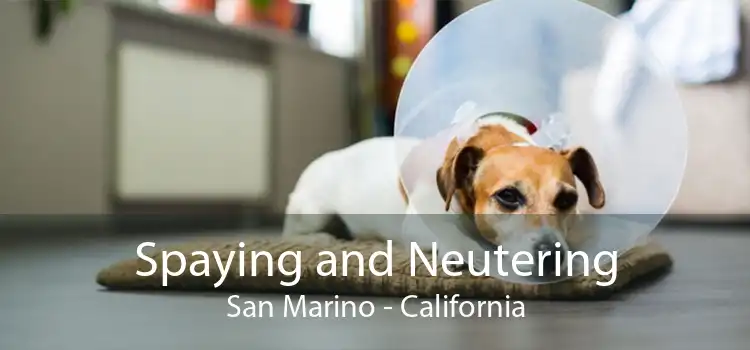 Spaying and Neutering San Marino - California