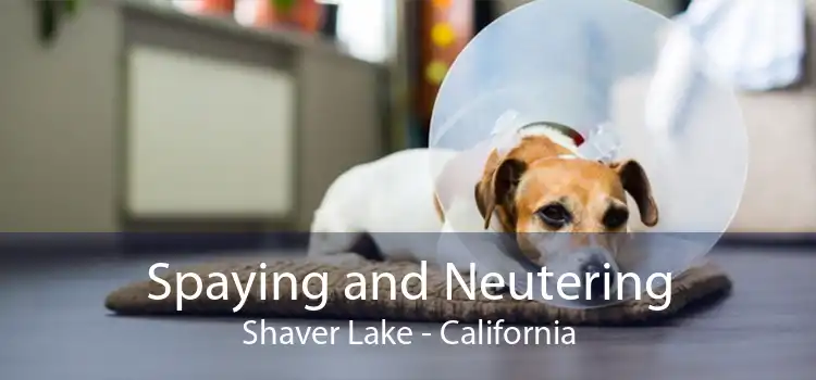 Spaying and Neutering Shaver Lake - California