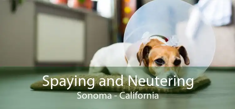 Spaying and Neutering Sonoma - California