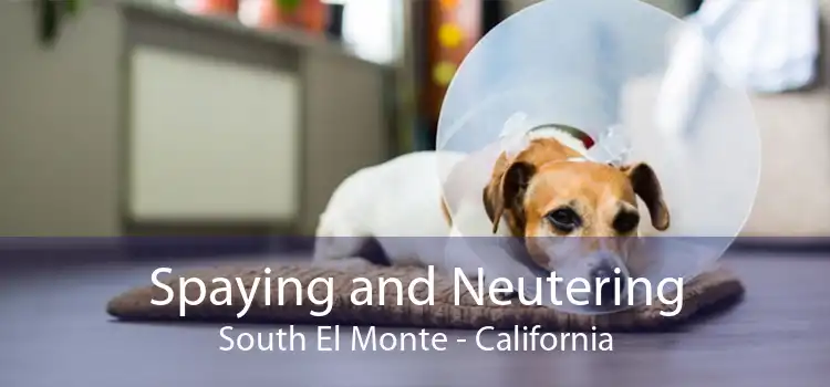 Spaying and Neutering South El Monte - California