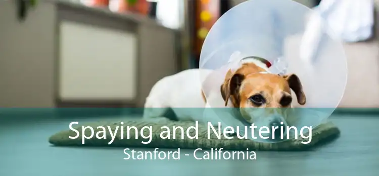 Spaying and Neutering Stanford - California