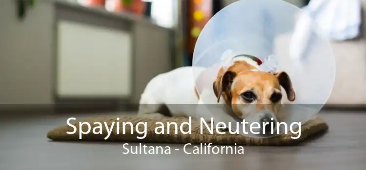 Spaying and Neutering Sultana - California