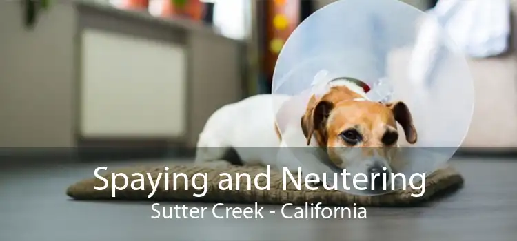 Spaying and Neutering Sutter Creek - California