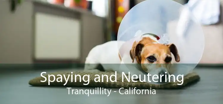 Spaying and Neutering Tranquillity - California