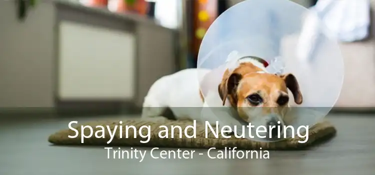 Spaying and Neutering Trinity Center - California