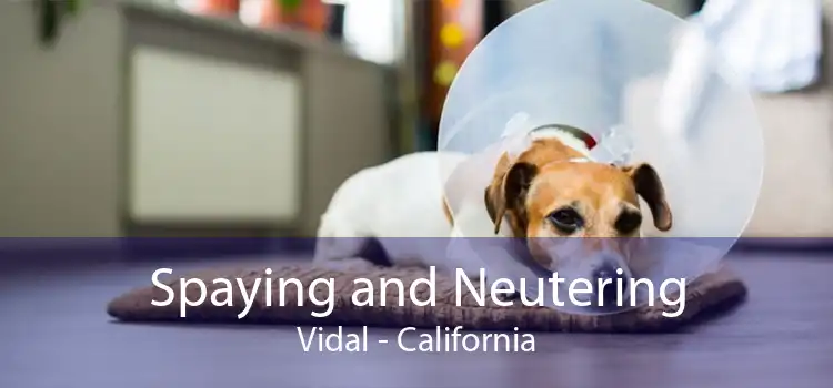 Spaying and Neutering Vidal - California