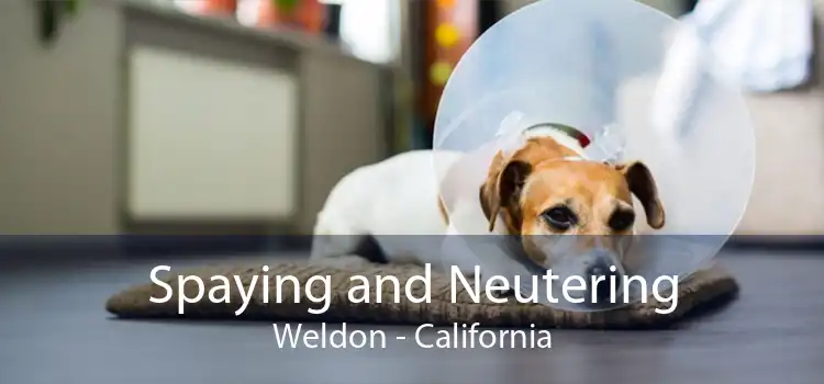 Spaying and Neutering Weldon - California