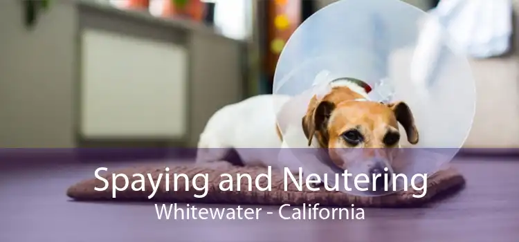 Spaying and Neutering Whitewater - California