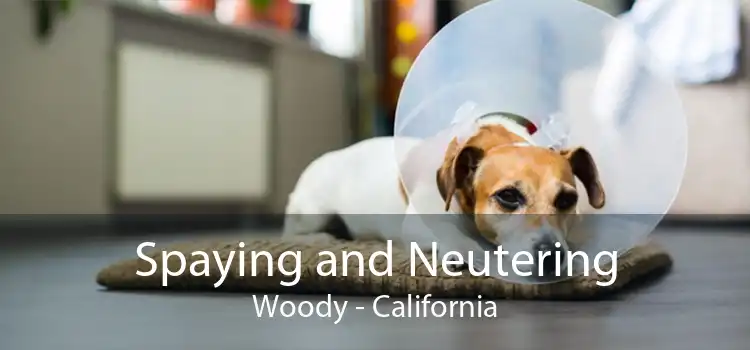 Spaying and Neutering Woody - California